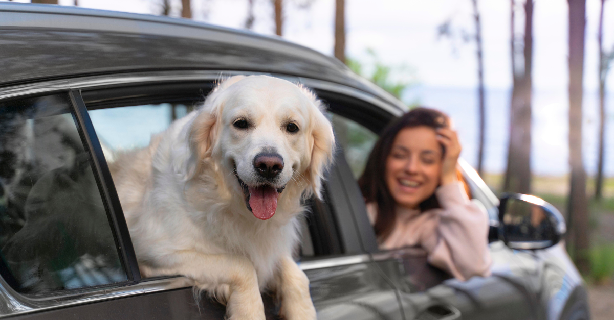 Como transportar o seu cão numa viagem de carro em segurança